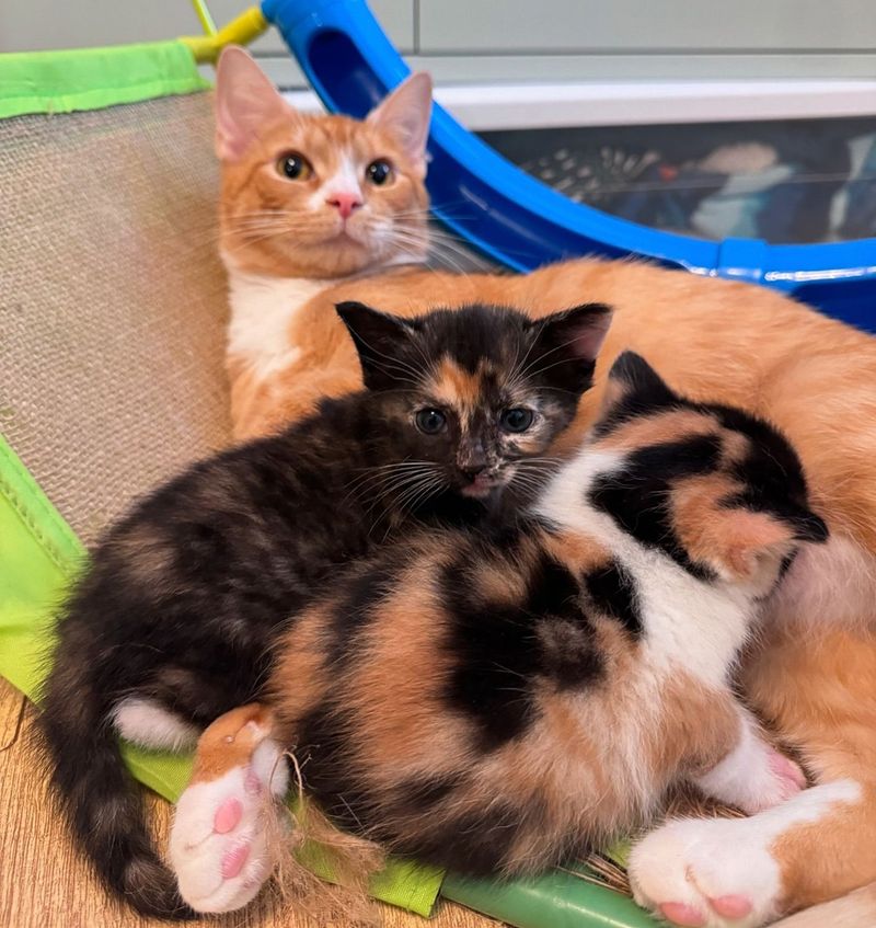 calico kittens orange cat
