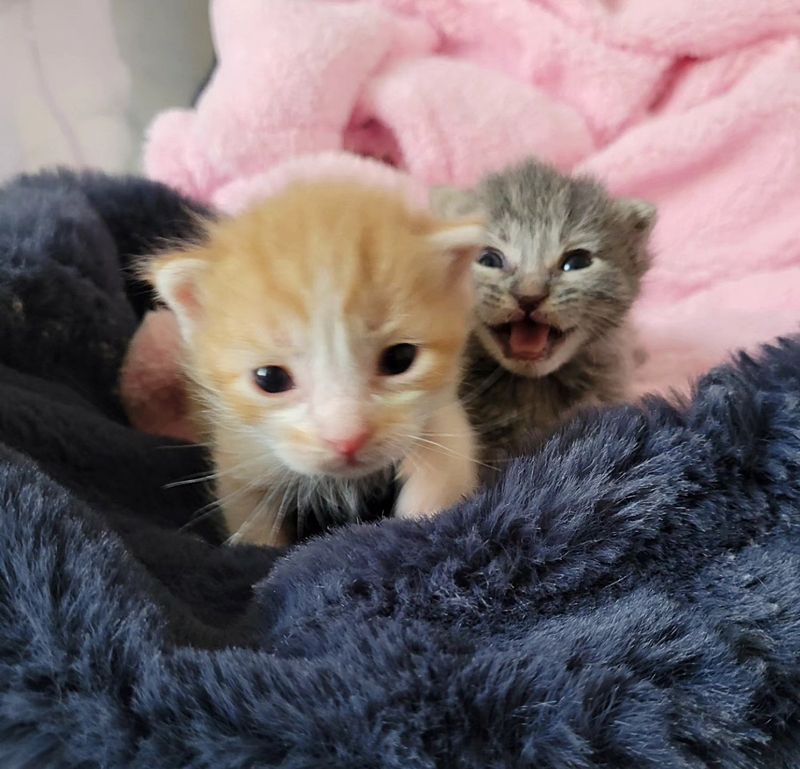 cute kittens tiny