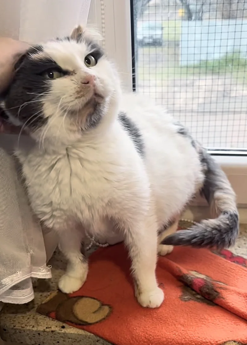 cat window petting