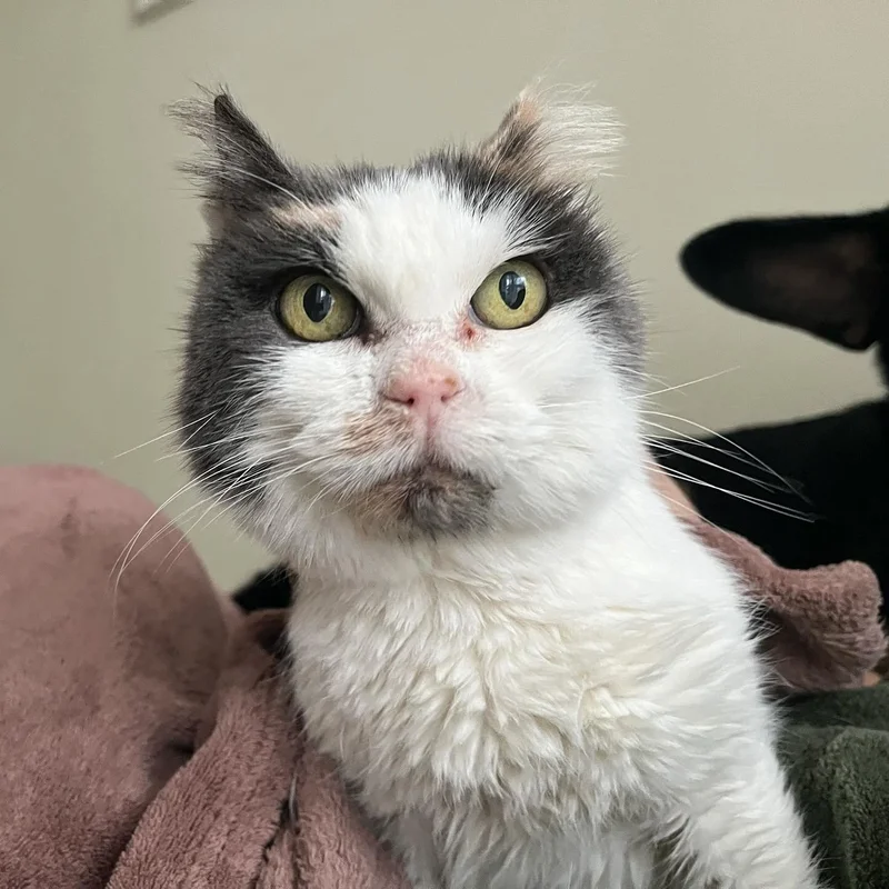 sweet cat dolly