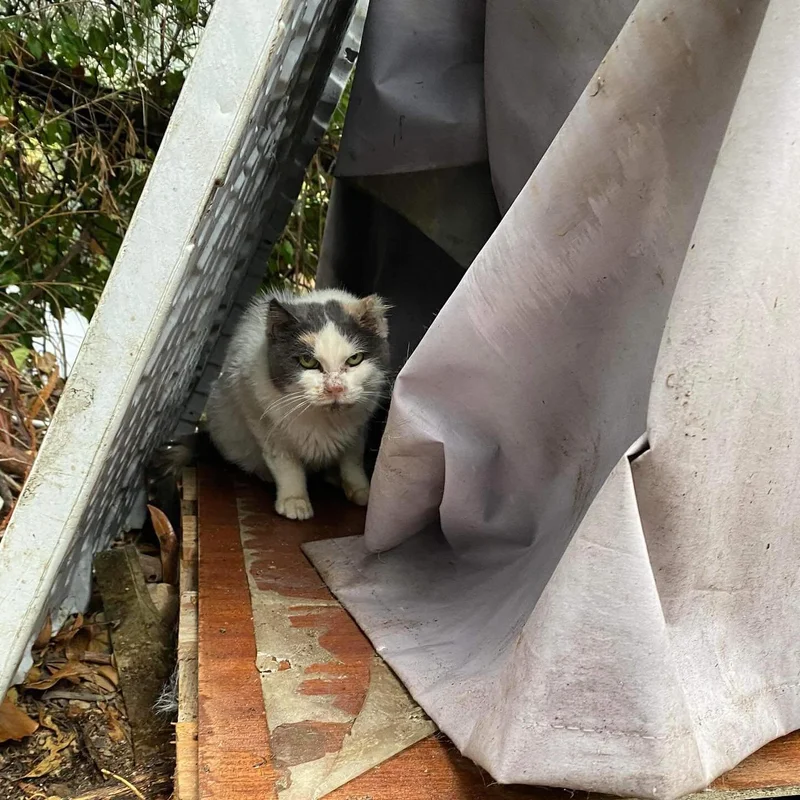 street cat