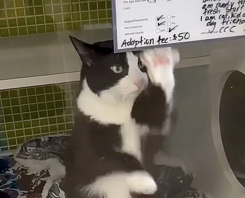 cat shelter paws