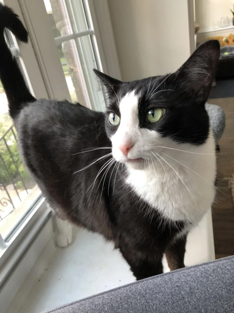 sweet cat toothy