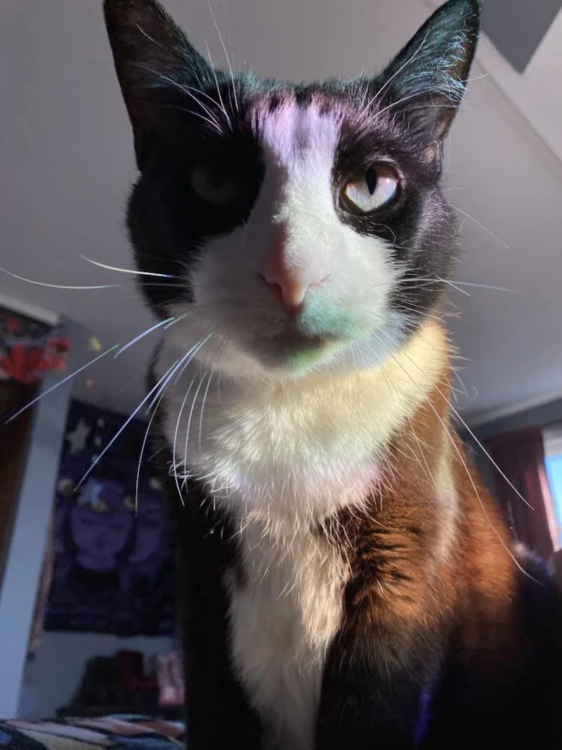 tuxedo cat closeup