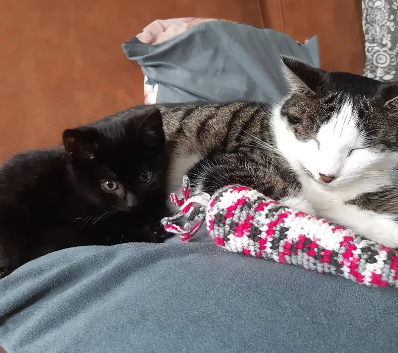 kitten cuddles cat