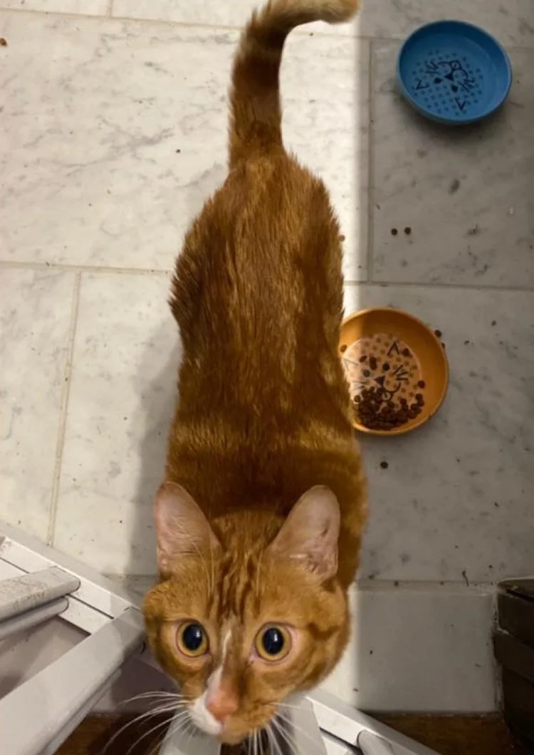 sweet ginger cat big eyes