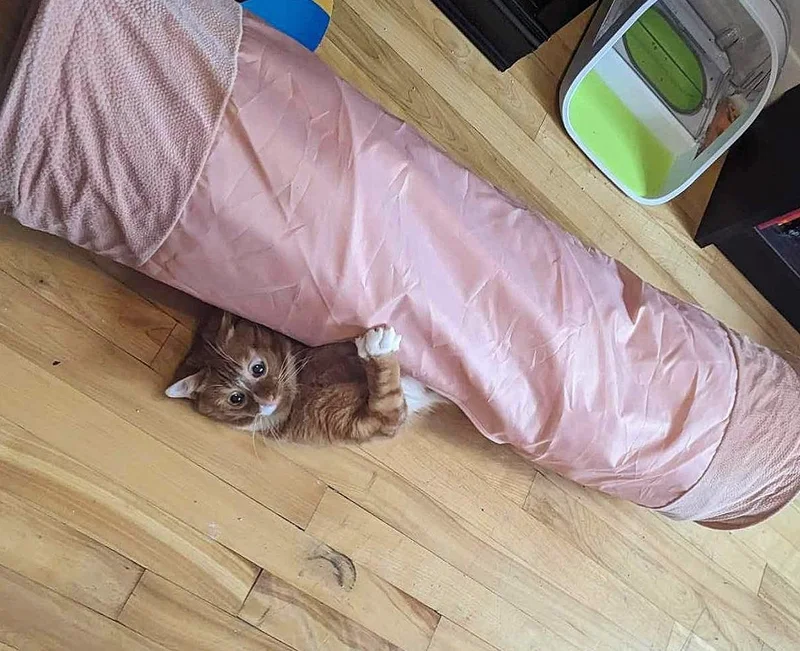 playful cat tunel
