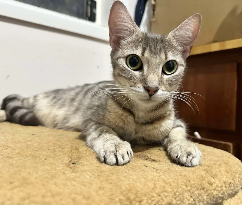 kittens walking eyes open