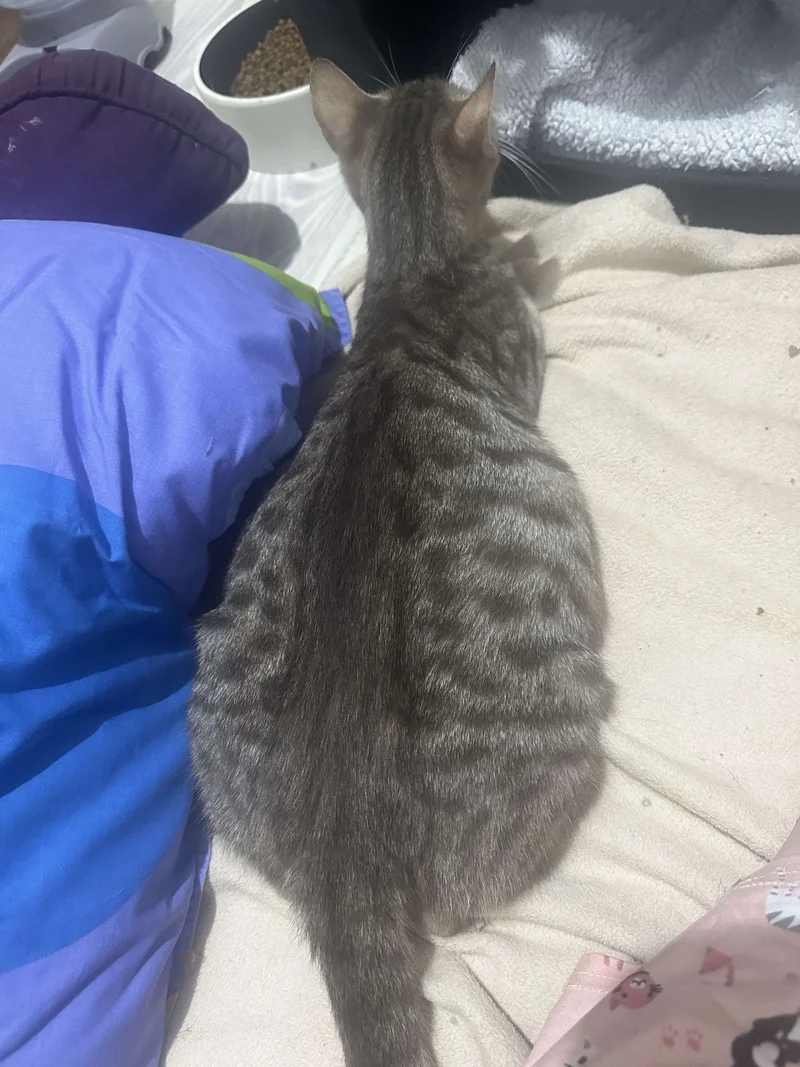 tabby cat pregnant belly