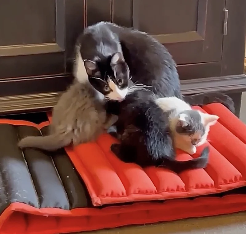 cat treats wooden spoon