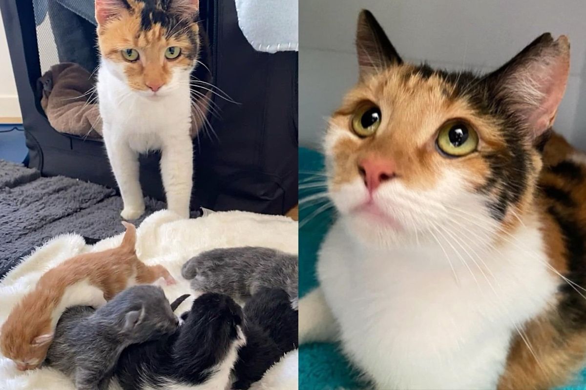 Cat Spotted on the Street Alone, Only 48 Hours After Being Taken in They Find Her with Kittens