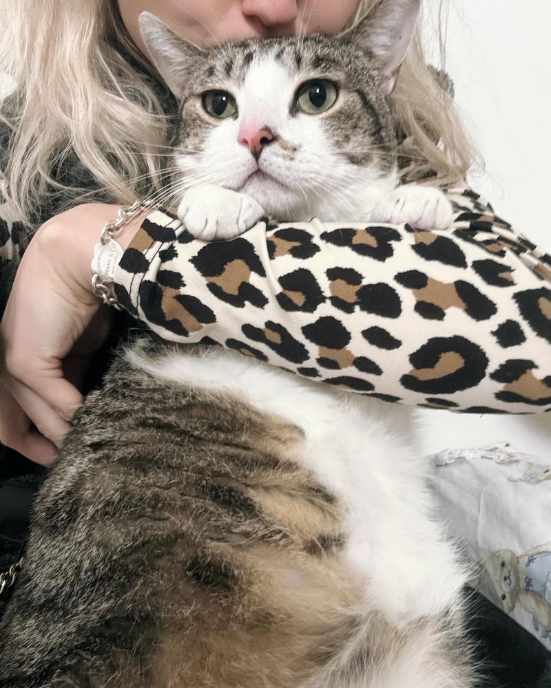 cat snuggles sweet
