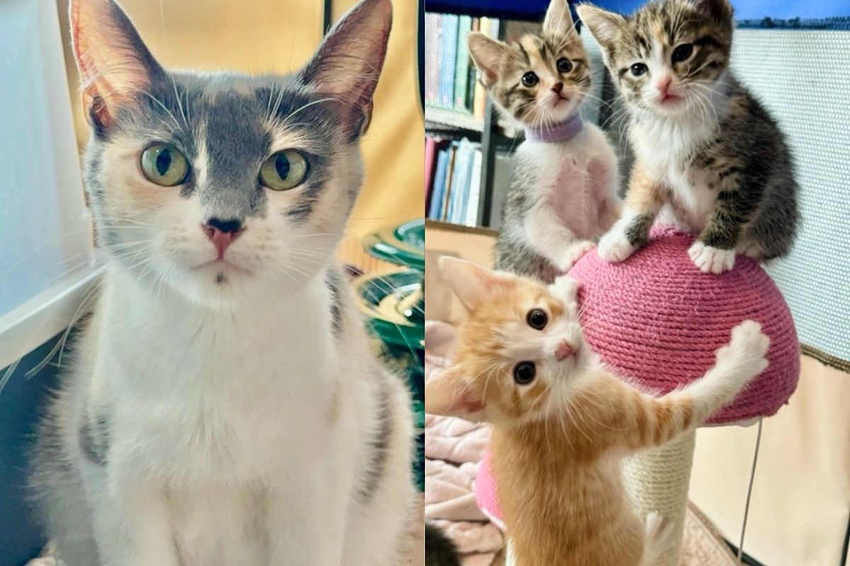 Cat Comes off the Streets for the First Time, Her Journey Takes a Beautiful Turn with 1 of Her Kittens