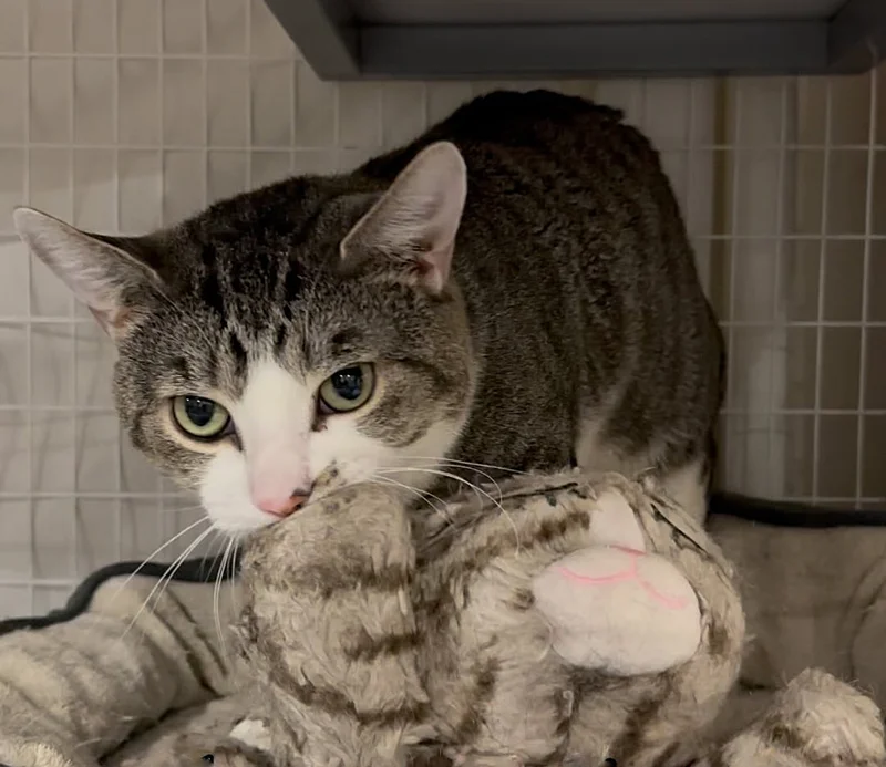 cat kneading toys