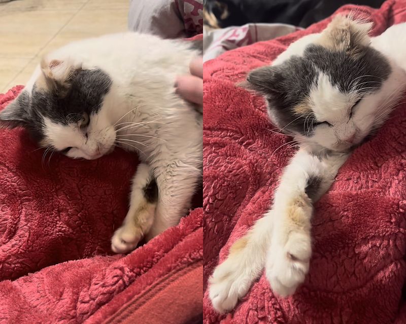 happy sleeping cat