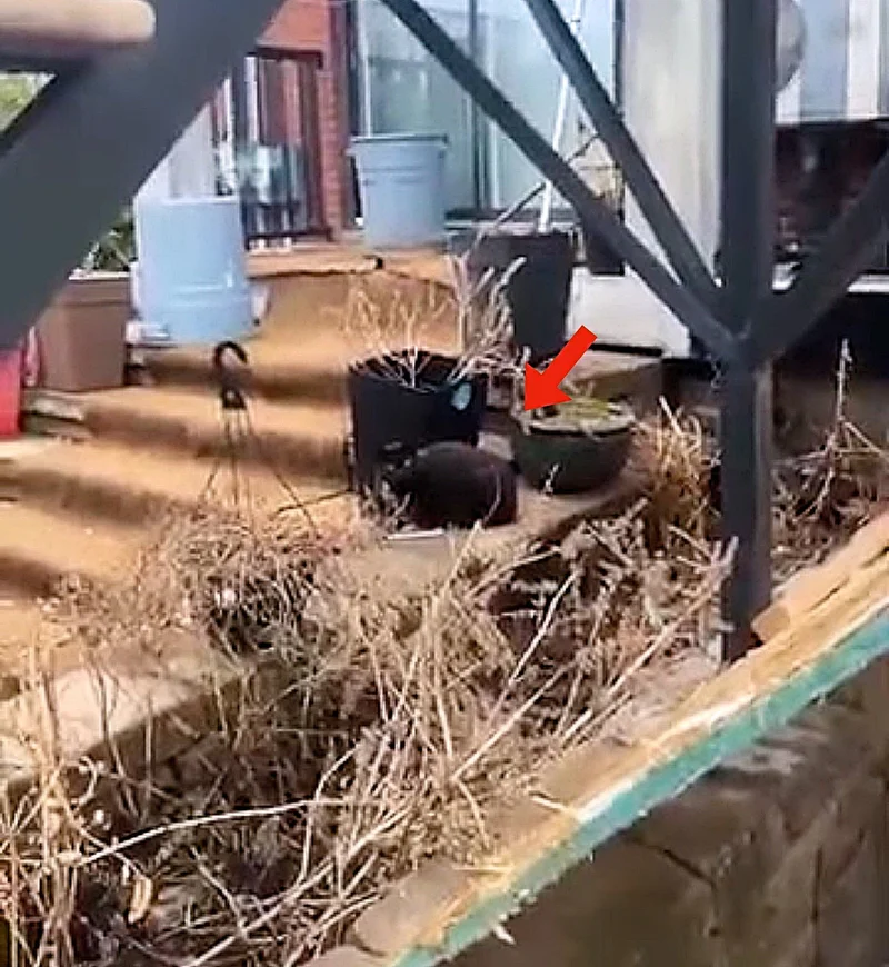 stray cat yard