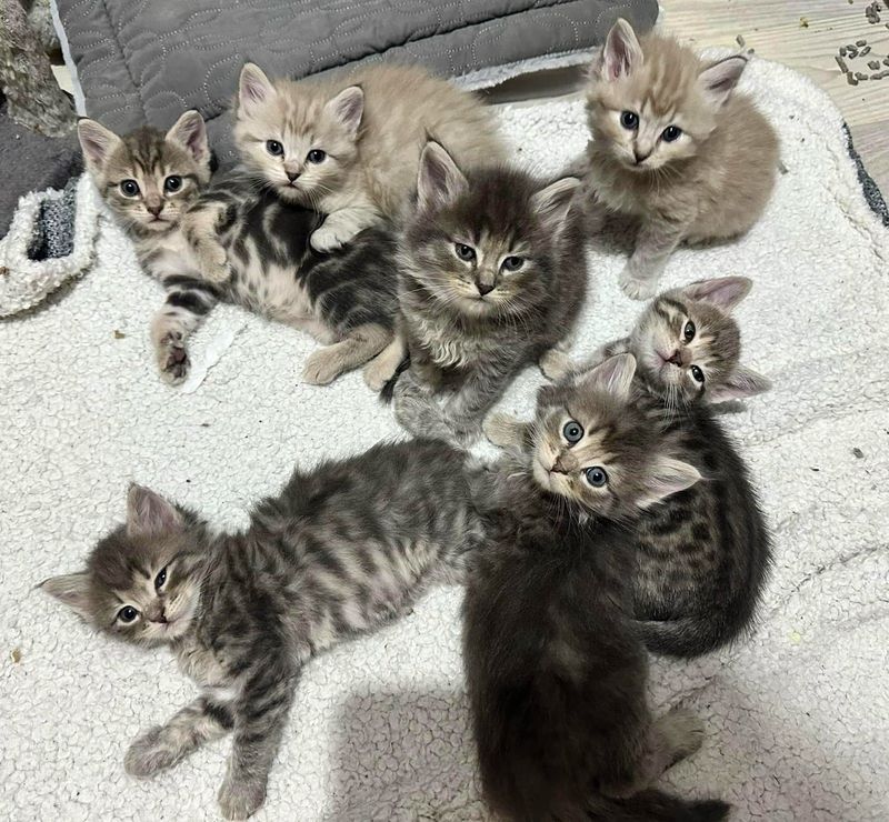 sweet tabby kittens fluffy