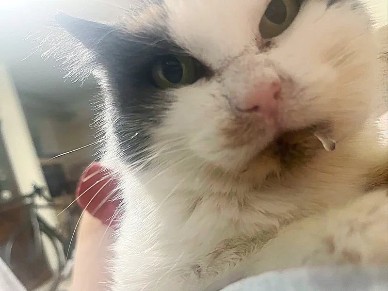 happy cat drooling