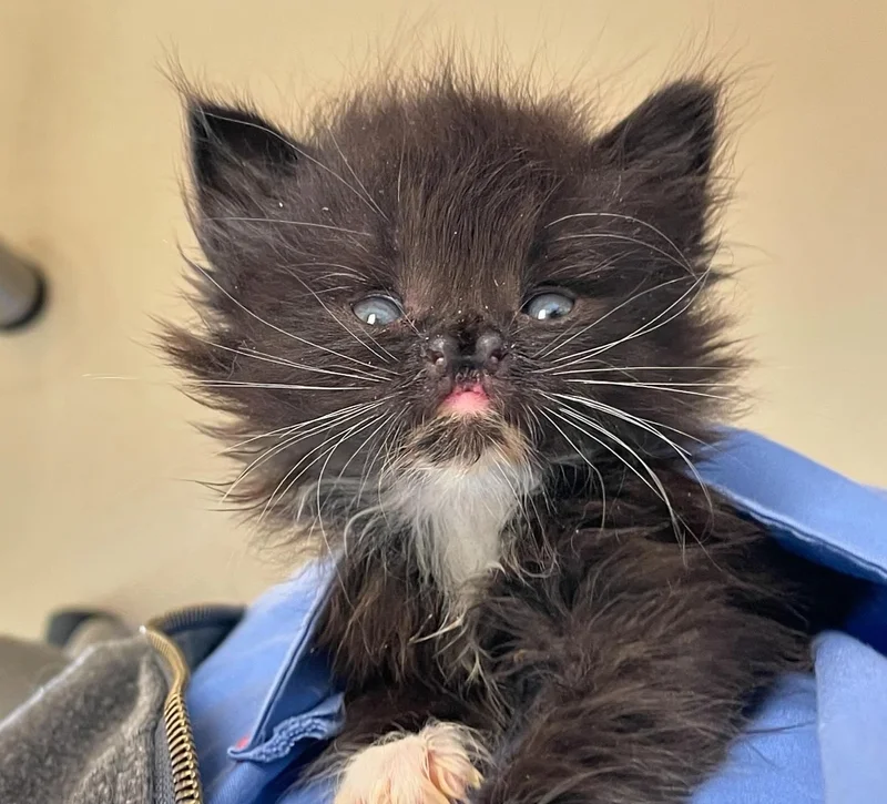 tuxedo kitten pocket nose cleft