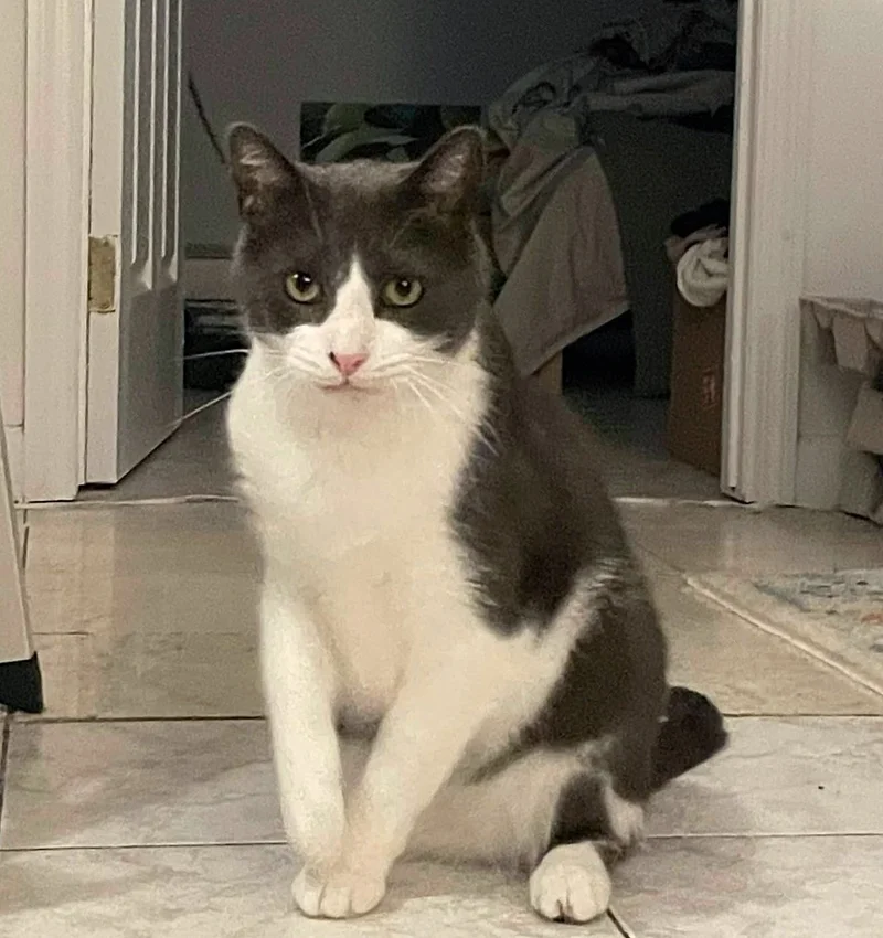 sweet cat happy paws