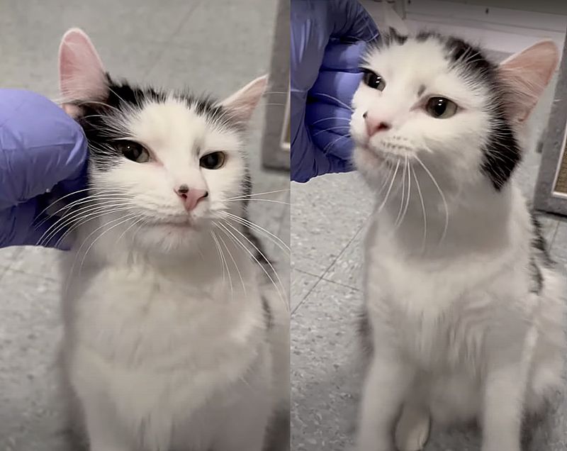 affectionate shelter cat