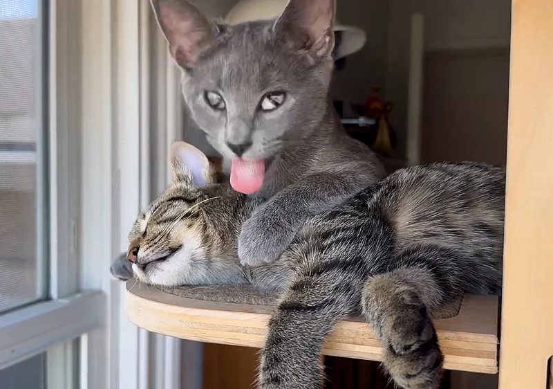 kittens snuggly best friends
