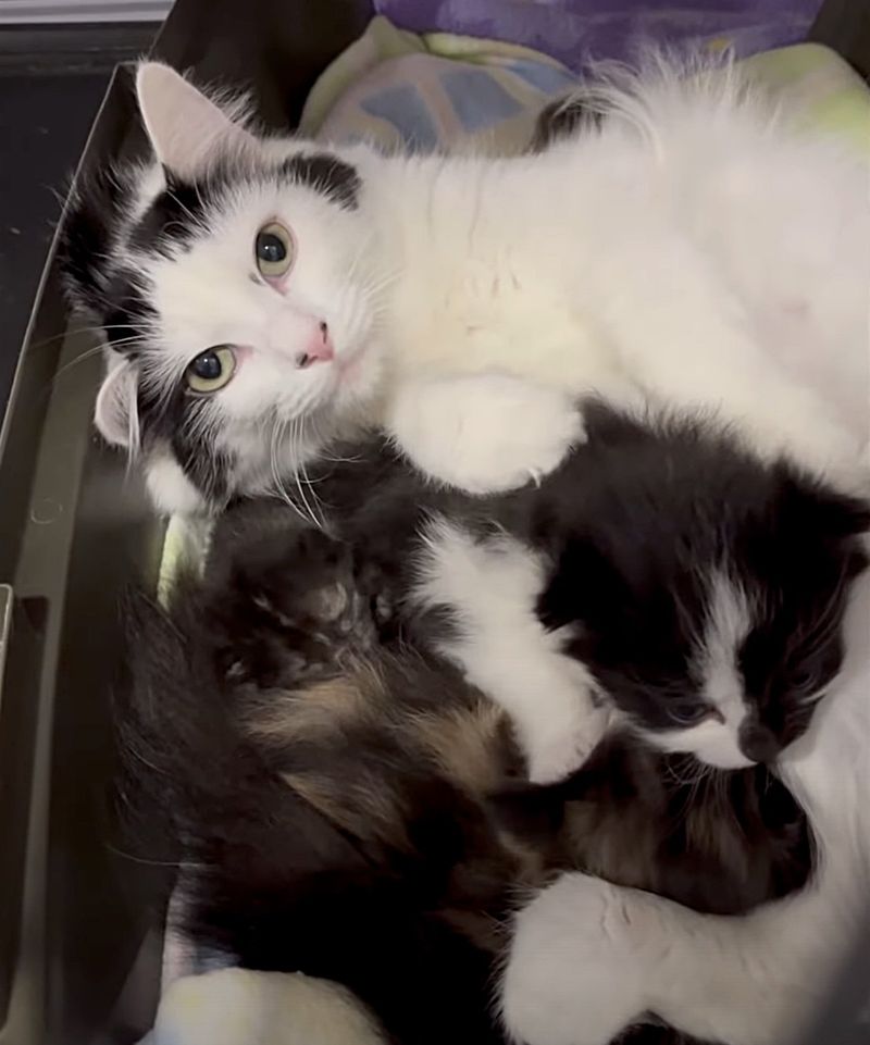 cat nursing kittens