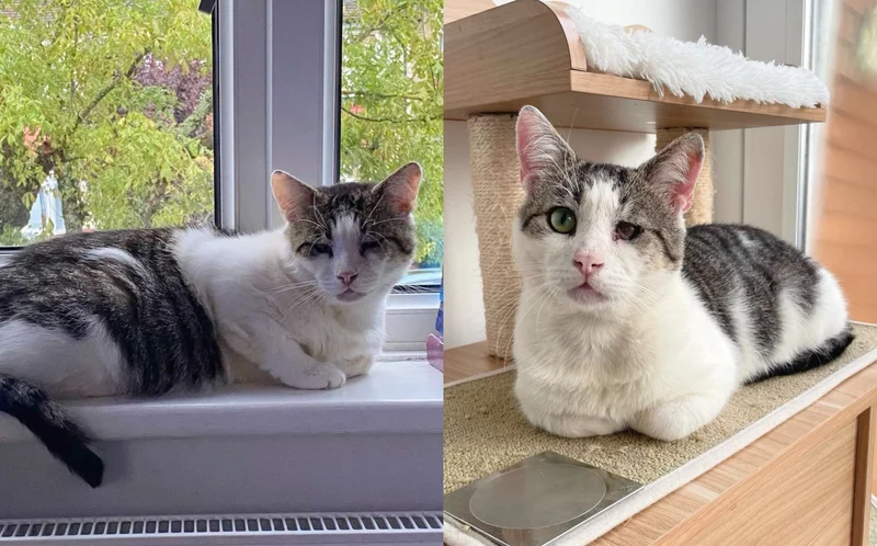 stray cat rescued