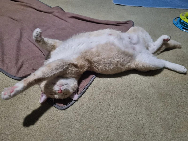 sleeping cat stretching