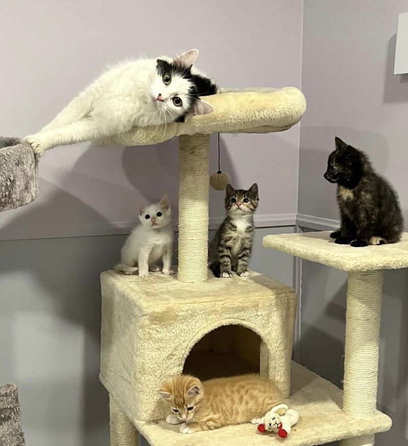 sweet cat kittens tree