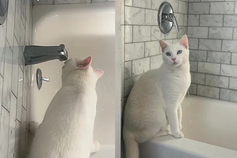 white cat bathroom water