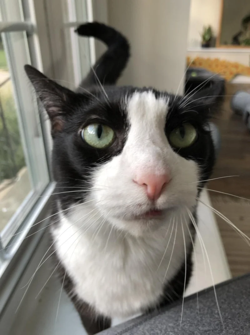 tuxedo cat grin