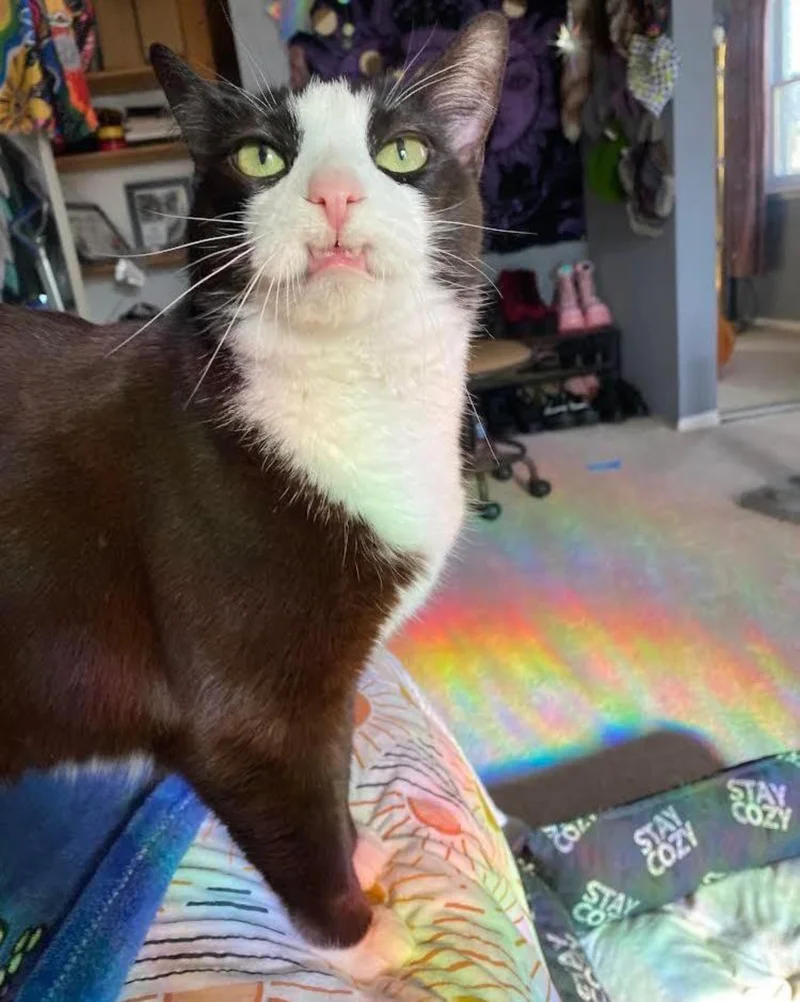 toothy smile cat