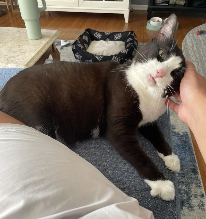 happy cat snuggly