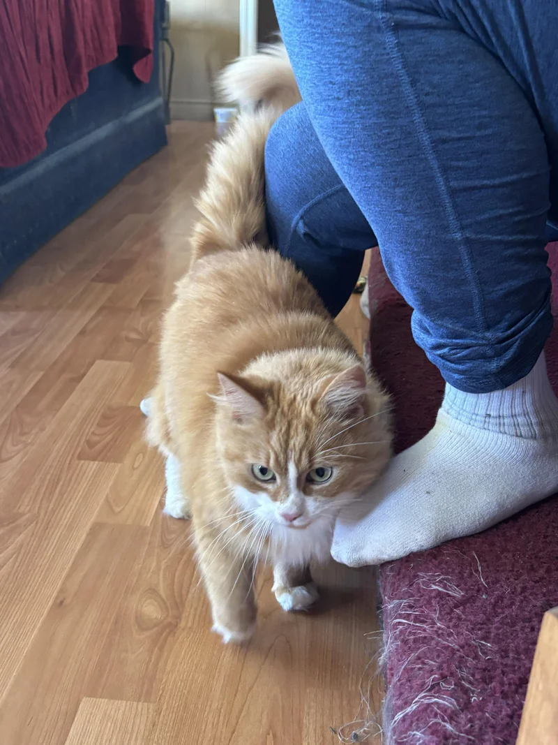 orange cat snuggly affectionate