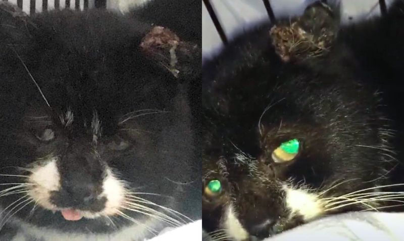 stray cat rescue