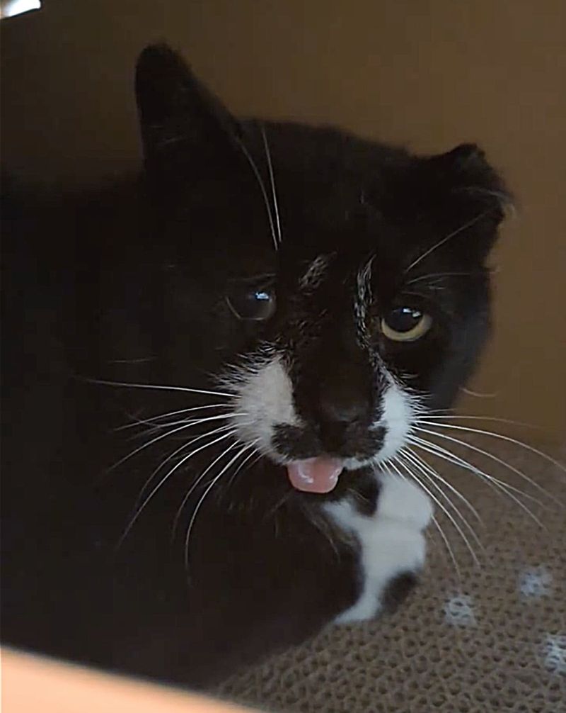 cat tongue hiding