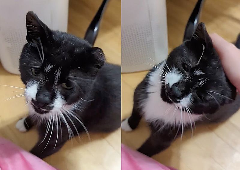 sweet snuggly cat
