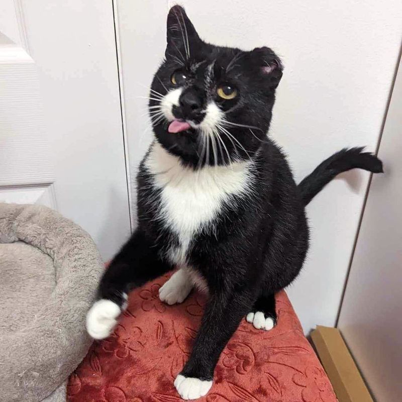 sweet cat tongue