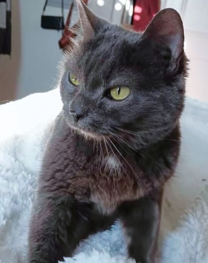 cute gray cat