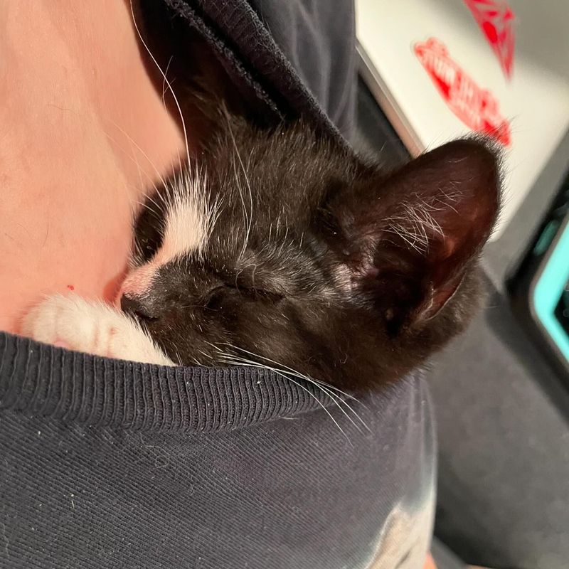 kitten tucked in sleeping