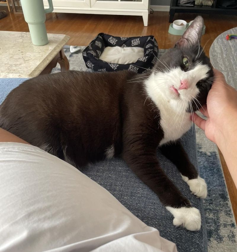 happy cat snuggly