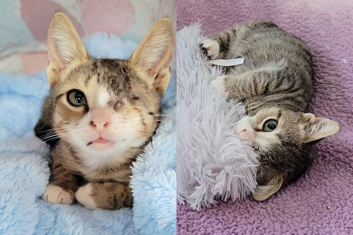 Woman Took in a Kitten Who Had Stayed at Shelter for Days and Watched Him Regain His Spark