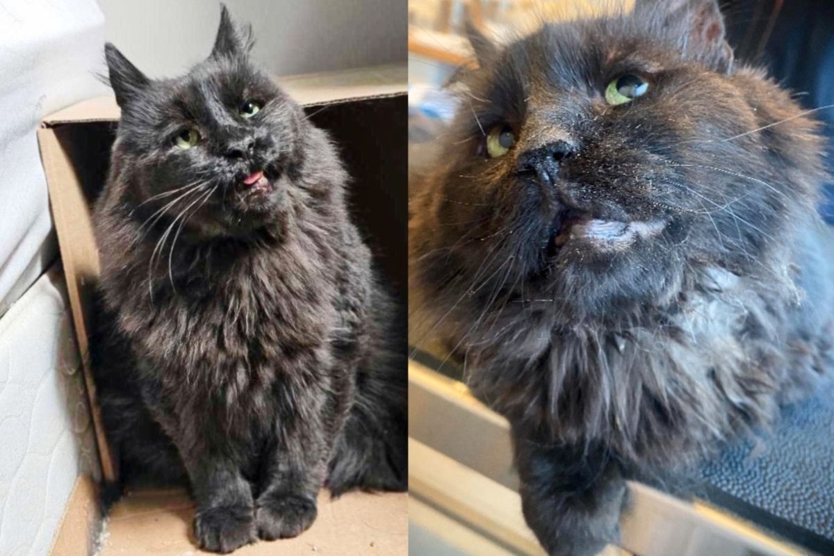 Cat Shows Joy for the First Time When He Experiences Kindness After Years of Hard Knock Life