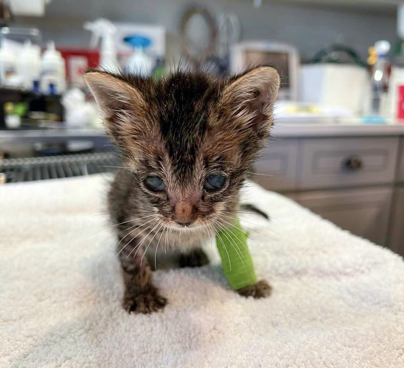 kitten tiny fighter