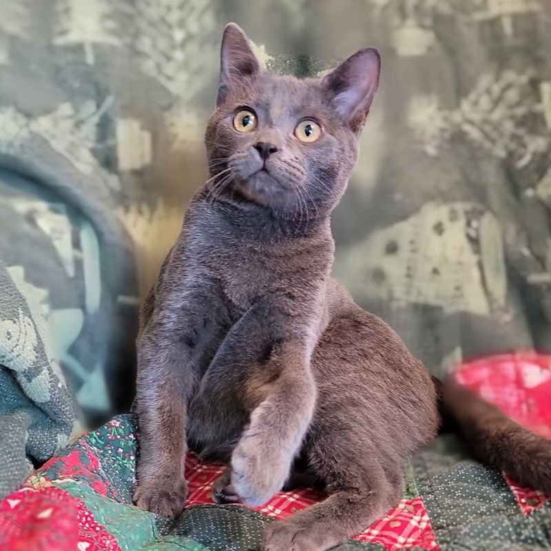 cute gray cat christmas