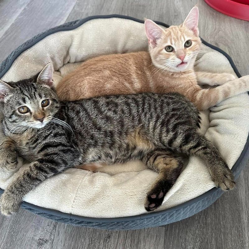 snuggly cat friends bed